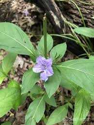 Ruellia strepens fullplant2.jpg